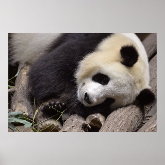 Poster Portrait de panda géant (Devant)