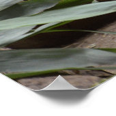 Poster Portrait de panda géant (Coin)