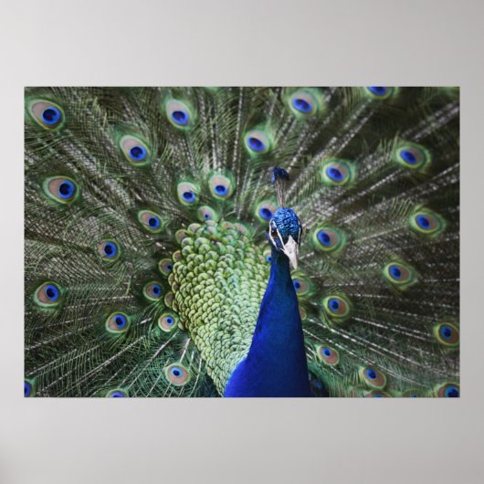 Poster Portrait De Peacock Avec Plumes Sorties (Devant)