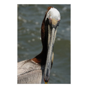 Poster Portrait de pélican
