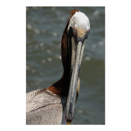 Poster Portrait de pélican (Devant)