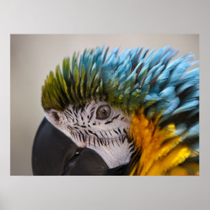 Poster Portrait de perroquet de Macaw - Beaux-Arts