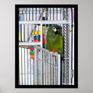 Poster Portrait de perroquet vert
