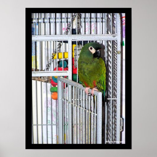 Poster Portrait de perroquet vert (Devant)