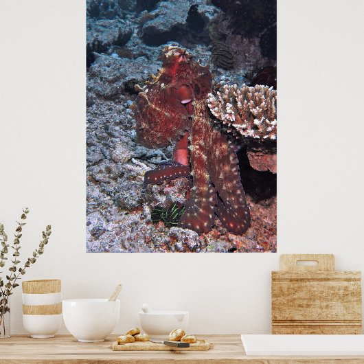 Poster Portrait de pieuvre de Gili (Cuisine)