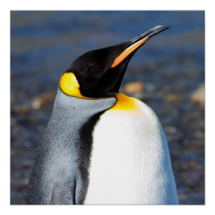 Poster Portrait de pingouin