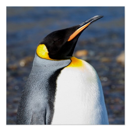 Poster Portrait de pingouin (Devant)