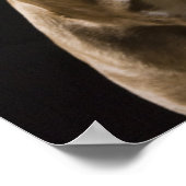 Poster Portrait de pitbulle de nez rouge avec noir (Coin)