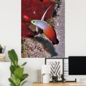 Poster Portrait de poisson-dartfish (Bureau à domicile)