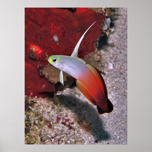 Poster Portrait de poisson-dartfish (Devant)