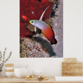 Poster Portrait de poisson-dartfish (Cuisine)