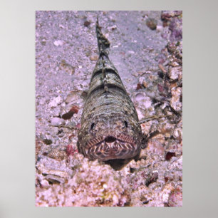 Poster Portrait de poisson-Lézard