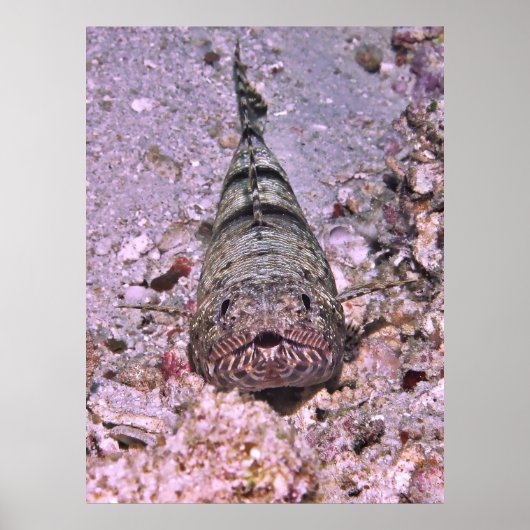 Poster Portrait de poisson-Lézard (Devant)