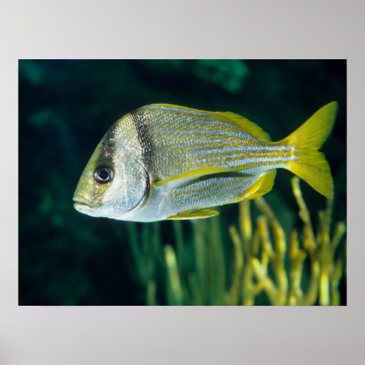 Poster Portrait de poisson-porc de l'Atlantique (Devant)