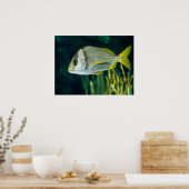 Poster Portrait de poisson-porc de l'Atlantique (Cuisine)