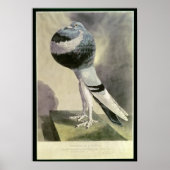 Poster Portrait de Pouter Pigeon (Devant)