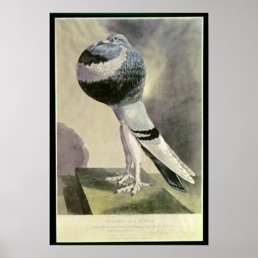 Poster Portrait de Pouter Pigeon (Devant)