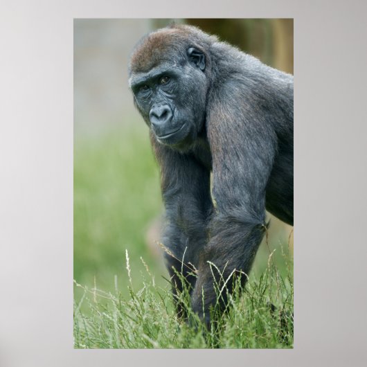 Poster Portrait de prairie paisible de Gorilla (Devant)