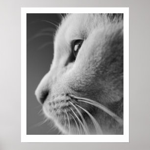 Poster Portrait de profil de chat mignon - noir et blanc