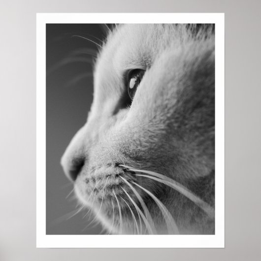 Poster Portrait de profil de chat mignon - noir et blanc (Devant)
