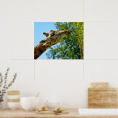 Poster Portrait de profil de girafe manger feuille vacanc (Cuisine)