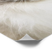 Poster Portrait de Ragdoll Chat (Coin)