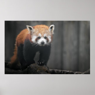 Poster Portrait de Red Panda