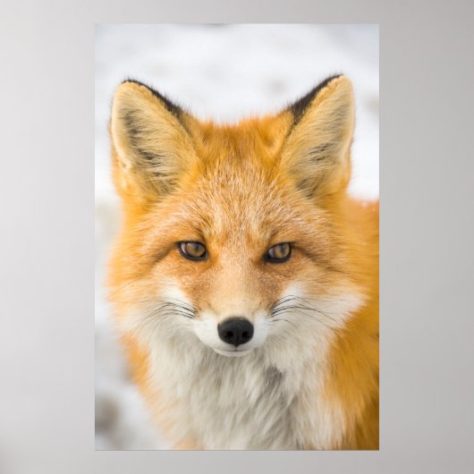 Poster Portrait de renard roux (Devant)