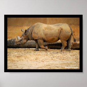 Poster Portrait de Rhinocéros