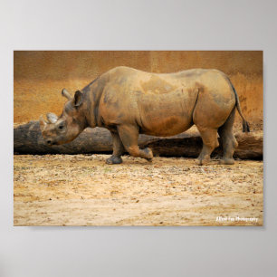 Poster Portrait de Rhinocéros