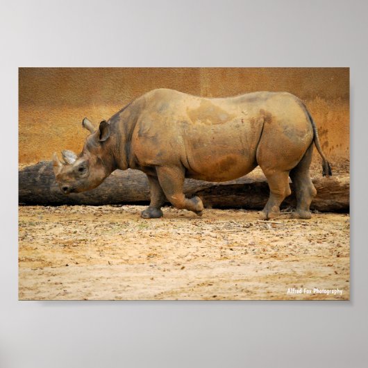Poster Portrait de Rhinocéros (Devant)
