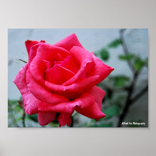 Poster Portrait de rose florale rose (Devant)
