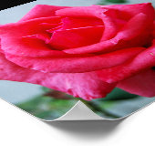 Poster Portrait de rose florale rose (Coin)