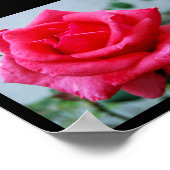 Poster Portrait de rose florale rose (Coin)