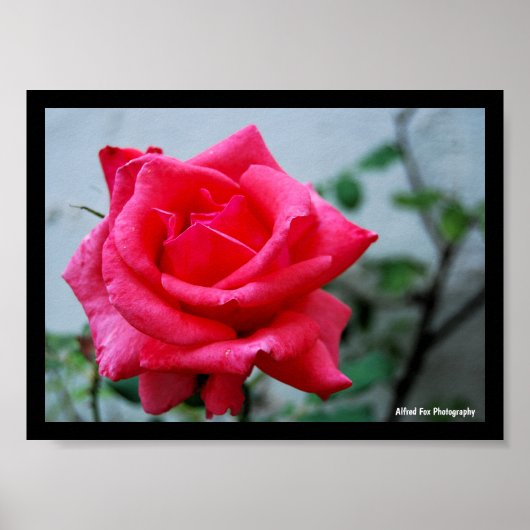 Poster Portrait de rose florale rose (Devant)