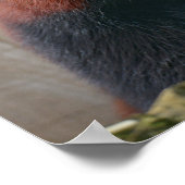 Poster Portrait de rouge panda (Coin)