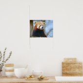 Poster Portrait de rouge panda (Cuisine)