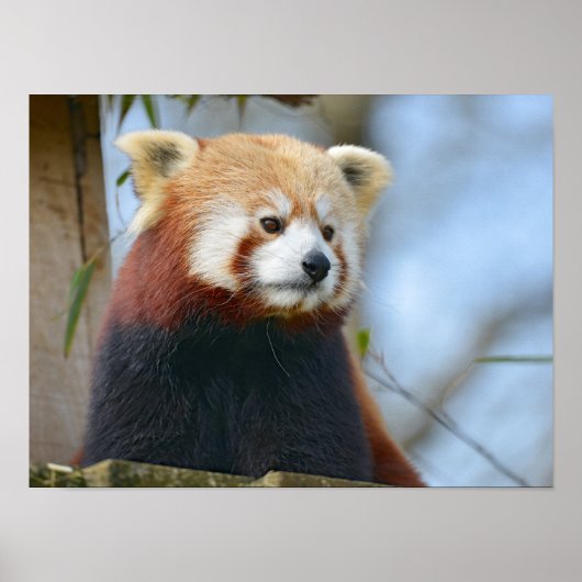Poster Portrait de rouge panda (Devant)