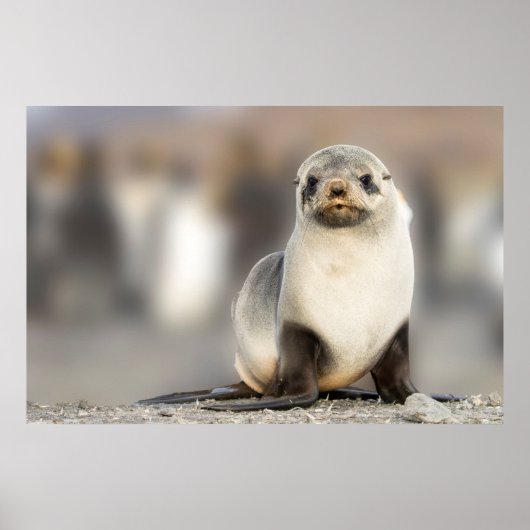 Poster Portrait de Seal Pup sur la plage (Devant)
