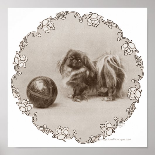 Poster Portrait de Sepia Pekingese (Devant)