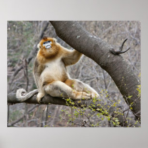 Poster Portrait de singe doré mâle dans un arbre