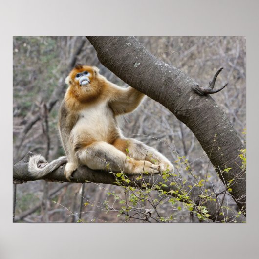 Poster Portrait de singe doré mâle dans un arbre (Devant)