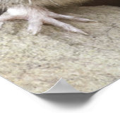 Poster Portrait de souris (Coin)