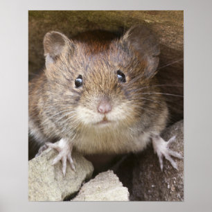 Poster Portrait de souris