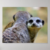 Poster Portrait de suricates ou de suricates (Devant)
