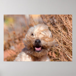 Poster Portrait de Terrier Wheaten à poil doux
