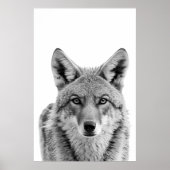 Poster Portrait de tête de coyote art Noir blanc (Devant)