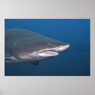 Poster Portrait de tigre de sable