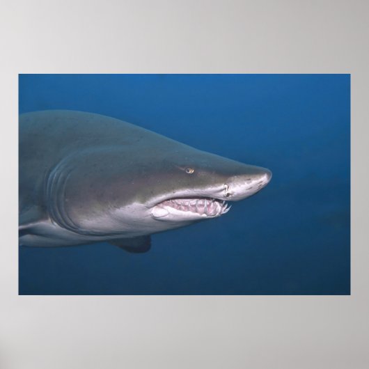 Poster Portrait de tigre de sable (Devant)