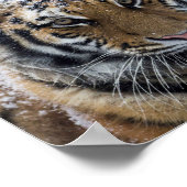 Poster Portrait de tigre d'hiver (Coin)